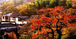 塔川の紅葉